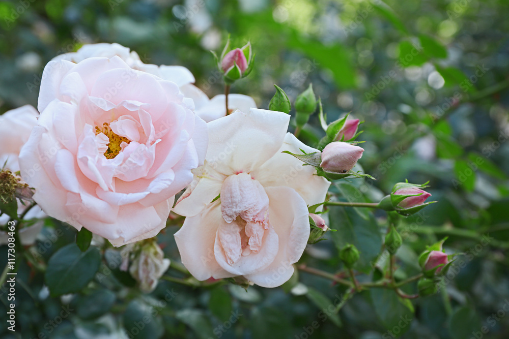 Pink tea roses in a garden