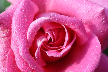 Canvas Print - Beautiful pink rose with dew, closeup