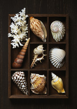 Shadow Box With Collection Of Sea Shells