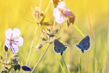 Two Little Blue Butterflies Are Flying Towards Each Other On A Sunny Meadow