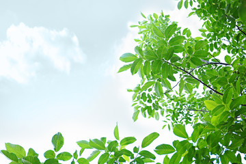 Canvas Print - Tree branches with green leaves on sky background