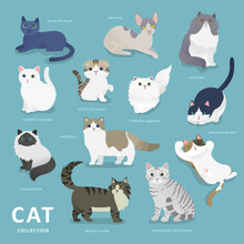 Adorable Cat Breeds Collection