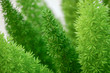 Foxtail fern green left background