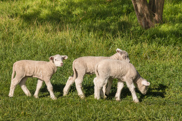 Wall Mural - closeup of lambs grazing on spring meadow