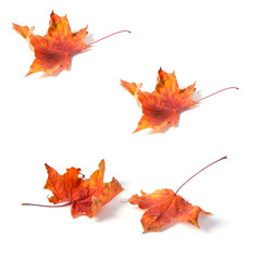 seamless pattern maple leaf yellow red autumn