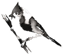 Black And White Monochrome Painting With Water And Ink Draw Cardinal Bird Illustration