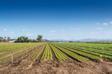 Fototapeta Lawenda - Crop Fields and a clear blue sky