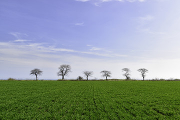 Poster - Green field with trees