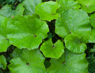 Coltsfoot wet leaves in rainy day. Foalfoot background. Foalfoot texture. 