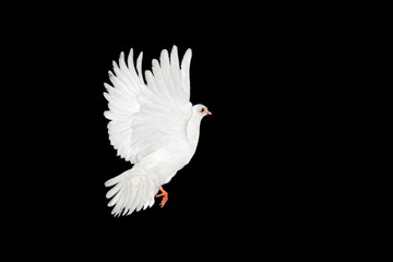 Fototapete - White dove flying on black
