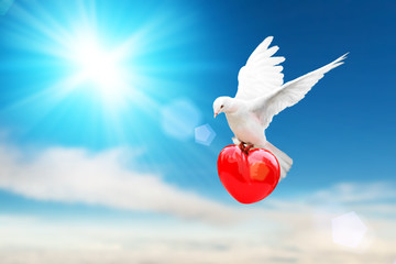 Fototapete - white dove holding red heart