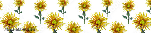 header  panorama pattern flower  green  chrysanthemum