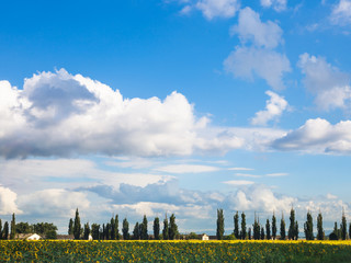 Sticker - blue sky over sunflower field and farmstead