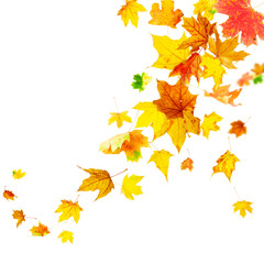 Wall Mural - falling colorful autumn maple leaves isolated on white