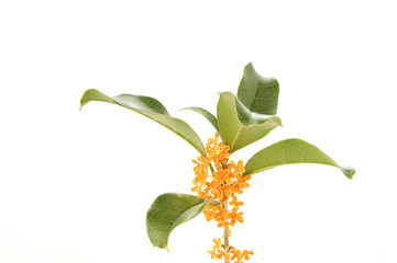 Wall Mural - flowers of sweet osmanthus