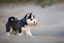 Husky Puppies On The Beach