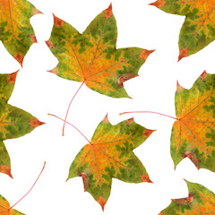 Wall Mural - seamless pattern maple leaf yellow red autumn
