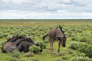 Wall Mural - blue wildebeest antelopes, africa