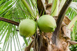 Coconut fruit and tree in garden