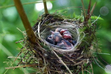 Vogelnest mit Brut