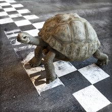 Slow And Steady Wins The Race. A Turtle Crossing The Finish Line Of A Race. Ambition , Goals ,determination, Successful , Achievement Concept In Business And Life . 3d Rendering