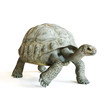 Large tortoise walking on a isolated white background. 3d rendering
