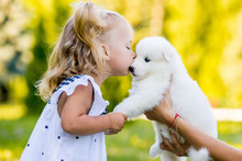 Little Girl Kissing Her Puppy Samoyed Breed