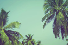 Coconut Palm Trees At Tropical Beach Vintage Filter