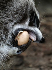 Wall Mural - Raccoon eating egg