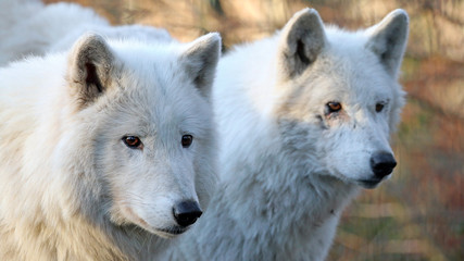 white wolves in wildlife reservation