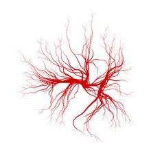 Human Veins, Red Blood Vessels Design. Vector Illustration Isolated On White Background