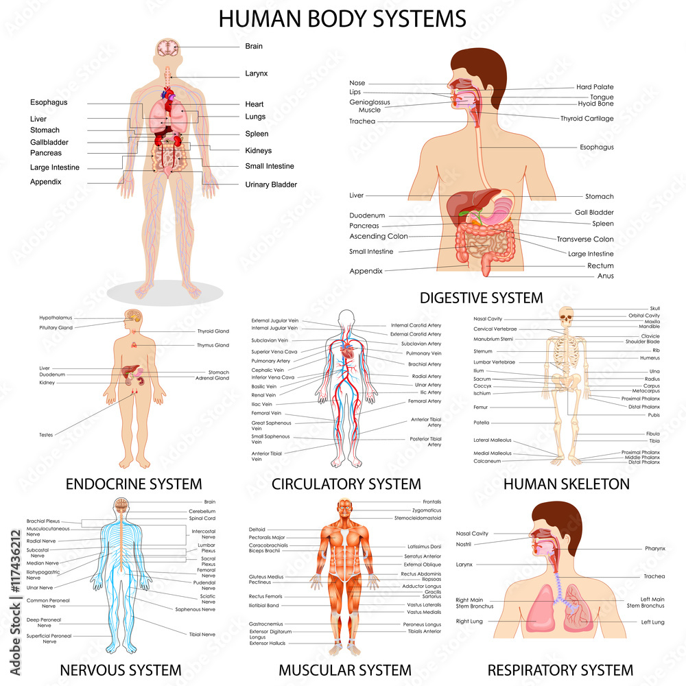 Chart of different Human Organ System - obrazy, fototapety, plakaty 