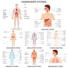 Chart Of Different Human Organ System