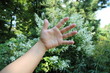 © ironstuffy - Elegant hand of an adult woman without jewelry in the daylight in the summer