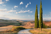 Beautiful Picturesque View Of The Road And Cypress Trees.