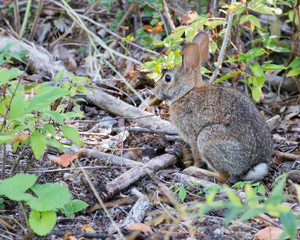 Poster - Cottontail Rabbit On A Path