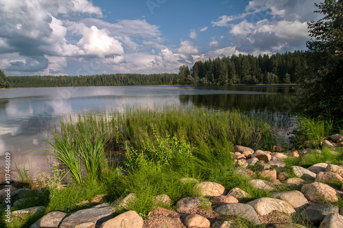 Fotomural Sedge growing in the crystal waters of the lake Uzhin, illuminated by warm light