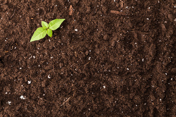seedling green plant surface top view textured background