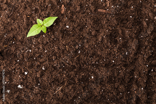 Fotografía Seedling green plant surface top view textured background