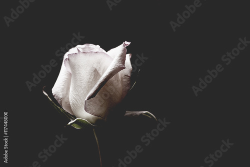 Single White Rose © hookmedia