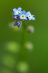 Wall Mural - Acker-Vergissmeinnicht / Field forget-me-not

