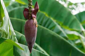 Banana Flower on banana tree in nature