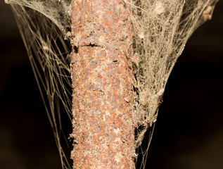 Wall Mural - old web as background