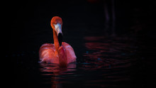 Flamingo Floating On Water