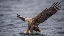Bald Eagle Catching Fish In Water