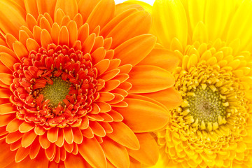 Wall Mural - Background of flowers of yellow and orange  gerbera, close up