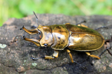 Wall Mural - Golden stag beetle (Allotopus rosenbergi) in Java Island, Indonesia