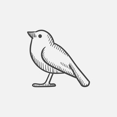 Poster - Bird sketch icon.