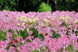 Yellow And Pink Rain Lily Flower Blooming Through the Field