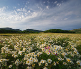 Fototapeta Natura - Spring daisy flowers